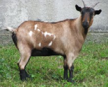 Faint Hope Acres Illusion